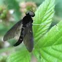 Chrysopilus connexus