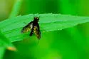 Chrysopilus connexus - photo 2