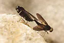 Chrysopilus connexus - photo 3