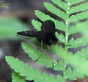 Chrysopilus connexus - photo 4