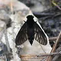 Chrysopilus connexus - photo 5