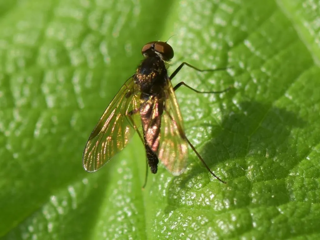 Chrysopilus cristatus - photo 2