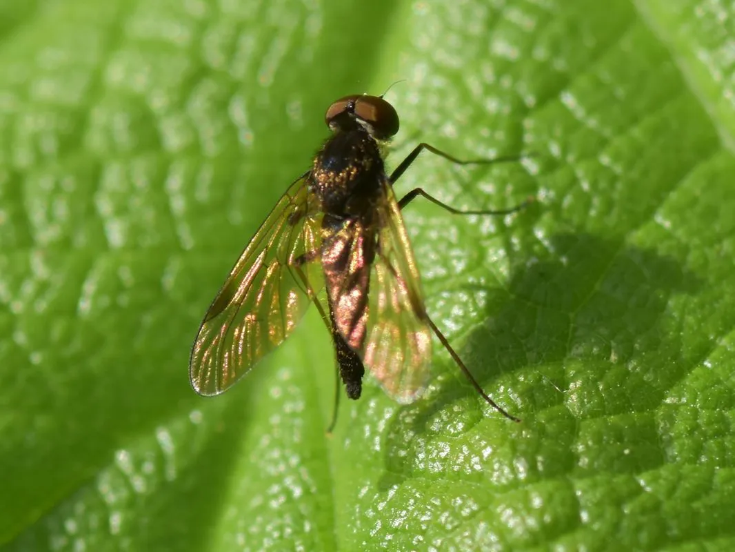 Chrysopilus cristatus - photo 3