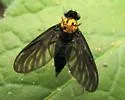 Chrysopilus davisi