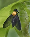 Chrysopilus davisi - photo 2
