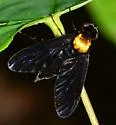 Chrysopilus davisi - photo 3
