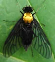 Chrysopilus davisi - photo 4
