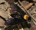 Chrysopilus davisi - photo 5