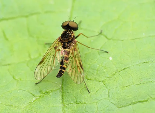 Chrysopilus fasciatus - photo 3