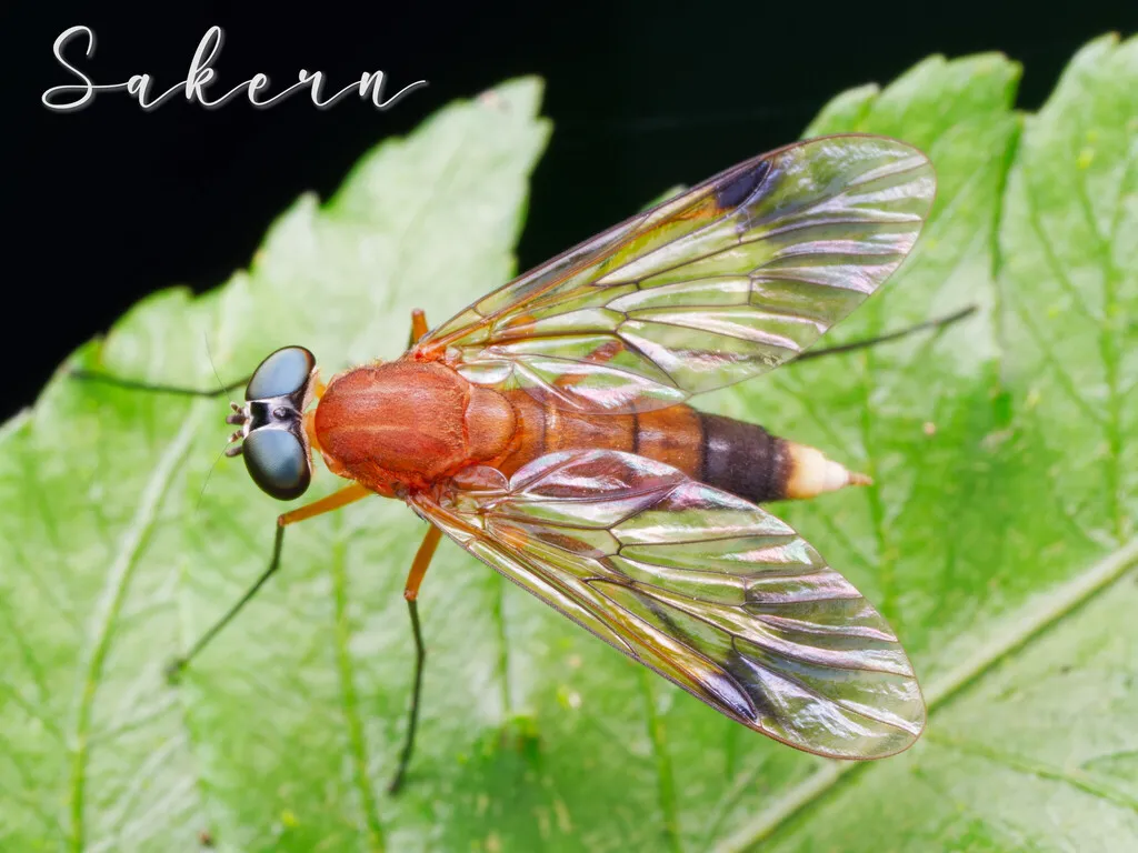 Chrysopilus ferruginosus - photo 2