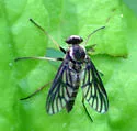 Chrysopilus foedus