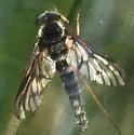 Chrysopilus foedus - photo 3