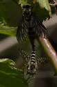 Chrysopilus foedus - photo 4