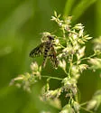 Chrysopilus foedus - photo 5