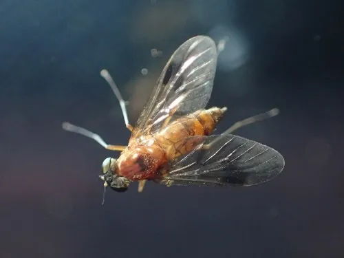 Tree Snipefly