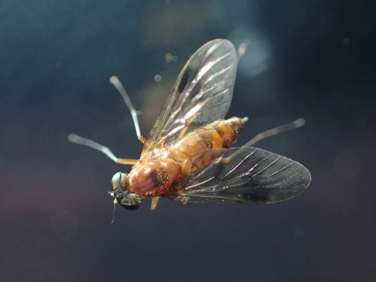 Tree Snipefly - photo 3