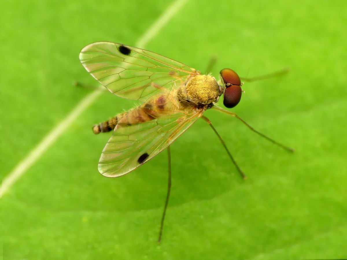Chrysopilus modestus - photo 2
