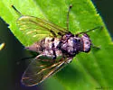 Chrysopilus pilosus