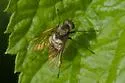 Chrysopilus pilosus - photo 2