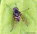 Chrysopilus pilosus - photo 3