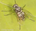 Chrysopilus pilosus - photo 4