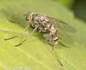 Chrysopilus pilosus - photo 5
