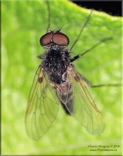 Chrysopilus proximus - photo 2
