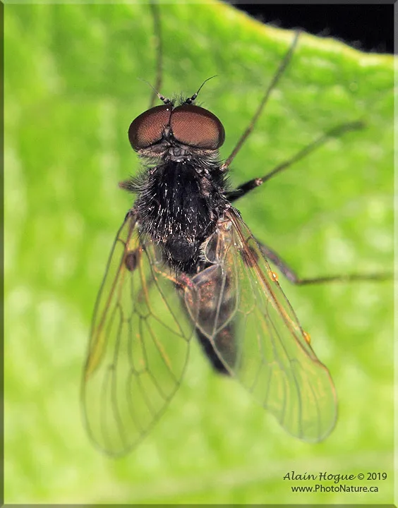 Chrysopilus proximus - photo 3