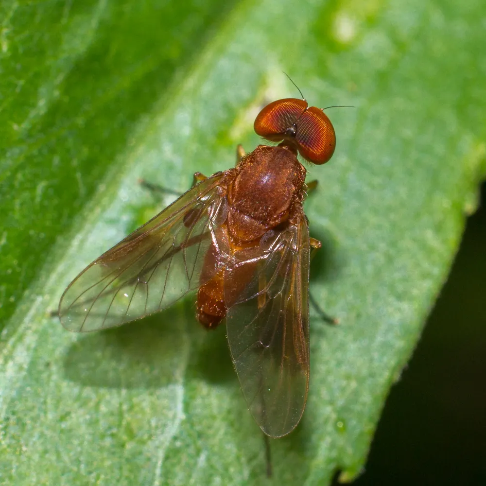 Chrysopilus quadratus - photo 3