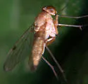 Chrysopilus rotundipennis
