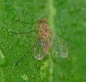 Chrysopilus rotundipennis - photo 2