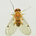 Chrysopilus rotundipennis - photo 3