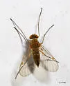 Chrysopilus rotundipennis - photo 4