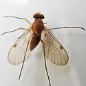 Chrysopilus rotundipennis - photo 5