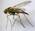 Chrysopilus testaceipes