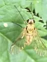 Chrysopilus testaceipes - photo 2