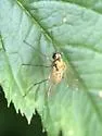 Chrysopilus testaceipes - photo 3