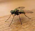 Chrysopilus testaceipes - photo 4
