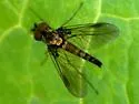 Chrysopilus tomentosus - photo 4