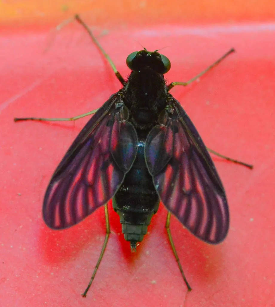 Chrysopilus velutinus