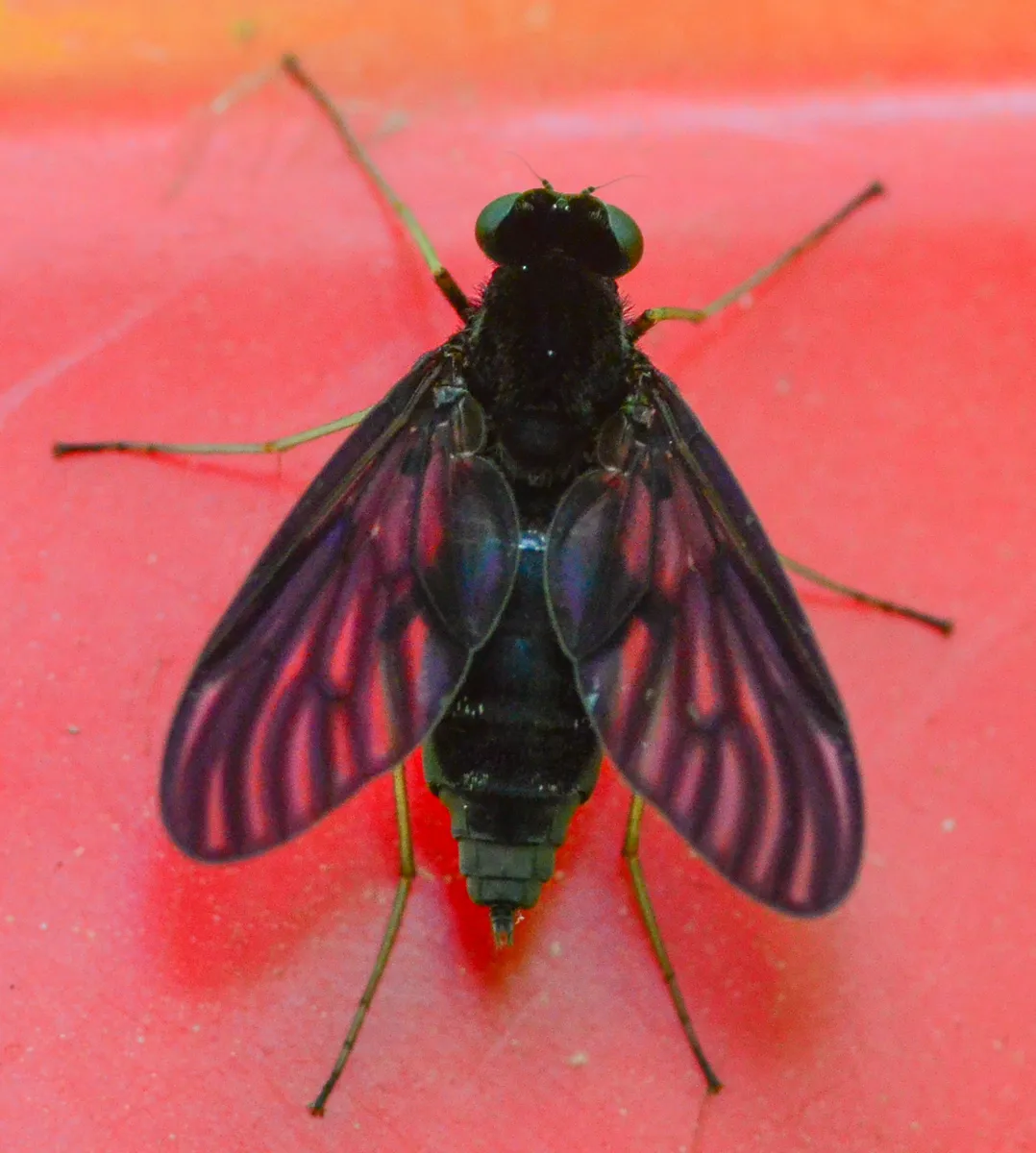 Chrysopilus velutinus - photo 2