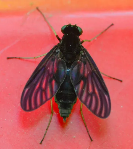 Chrysopilus velutinus - photo 3