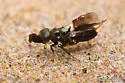 Chrysoplatycerus splendens