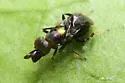 Chrysoplatycerus splendens - photo 2
