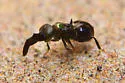 Chrysoplatycerus splendens - photo 3