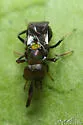 Chrysoplatycerus splendens - photo 4