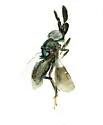 Chrysoplatycerus splendens - photo 5