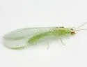 Chrysopodes collaris