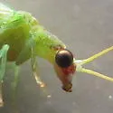 Chrysopodes collaris - photo 2
