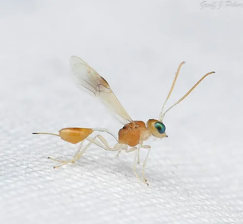 Chrysopophthorus americanus